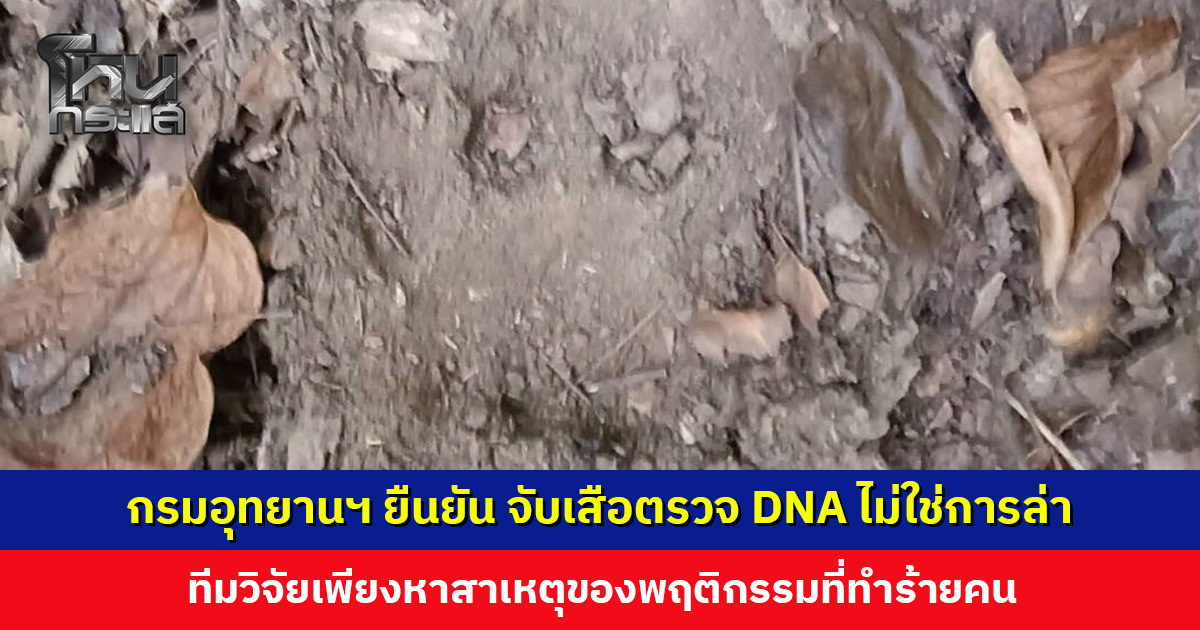 กรมอุทยานฯ ยืนยัน! ภารกิจจับเสือตรวจ DNA ไม่ใช่การล่า ไม่มีการทำร้ายแน่นอน