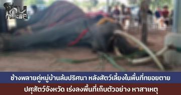 ช้างพลายคู่หมู่บ้านล้มปริศนา หลังสัตว์เลี้ยงในพื้นที่ทยอยตาย ปศุสัตว์จังหวัด เร่งลงพื้นที่เก็บตัวอย่าง หาสาเหตุ