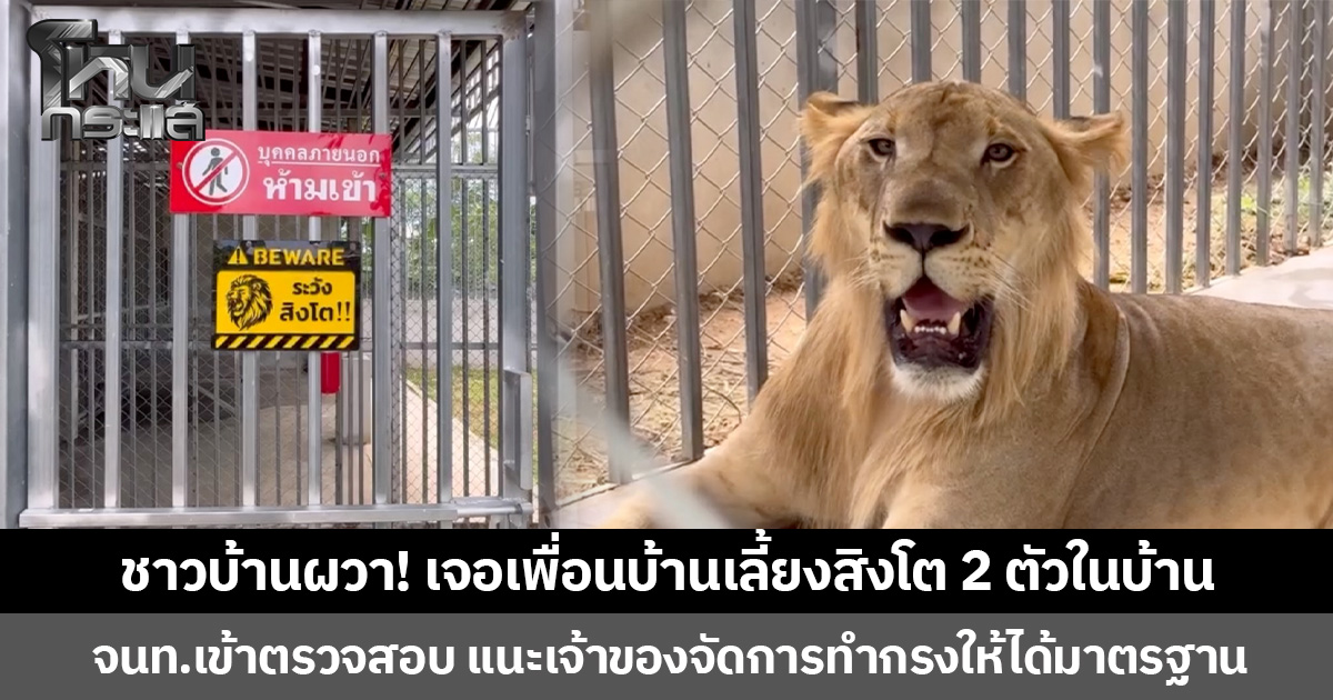ชาวบ้านผวา! เจอเพื่อนบ้านเลี้ยงสิงโต 2 ตัวในบ้าน จนท.เข้าตรวจสอบ แนะเจ้าของจัดการทำกรงให้ได้มาตรฐาน