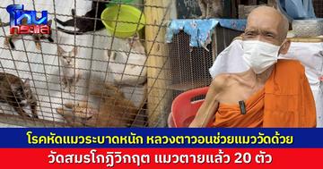 วอนช่วยที โรคหัดแมวระบาดหนัก วัดสมรโกฏิวิกฤต แมวตายแล้ว 20 ตัว วอนช่วยอีก 60 ชีวิตที่เหลือ