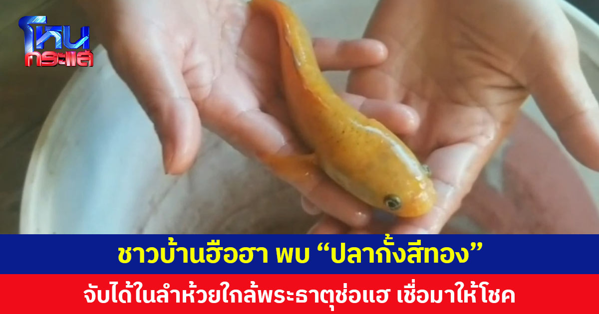 ชาวบ้านฮือฮา พบ “ปลากั้งสีทอง” จับได้ในลำห้วยใกล้พระธาตุช่อแฮ เชื่อมาให้โชค
