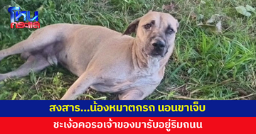 น้องหมาตกรถ นอนขาเจ็บ เห่าหอน ชะเง้อคอรอเจ้าของอยู่ริมถนน