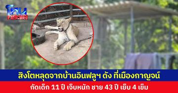 สิงโตหลุดจากบ้านอินฟลูฯ ดัง ที่เมืองกาญจน์  กัดเด็ก 11 ปีเจ็บหนัก ชาย 43 ปี เย็บ 4 เข็ม