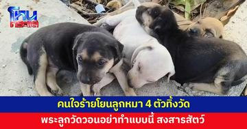 คนใจร้ายขับเก๋งเข้ามาในวัด จับลูกหมา 4 ตัวโยนทิ้งไว้ใต้ต้นไม้
