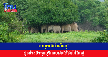 ตะมุตะมิน่าเอ็นดู! ฝูงช้างป่ากุยบุรียืนเบียดกันอบอุ่น หลบฝนใต้ร่มไม้ใหญ่