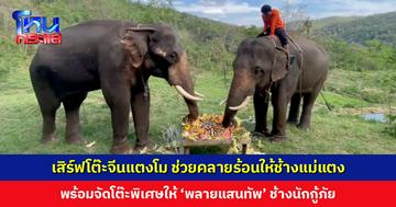 เสิร์ฟโต๊ะจีนแตงโม ช่วยคลายร้อนให้ช้างแม่แตง พร้อมจัดโต๊ะพิเศษให้ ‘พลายแสนทัพ’ ช้างนักกู้ภัย