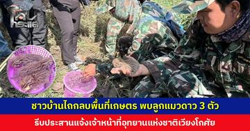 ชาวบ้านไถกลบพื้นที่เกษตร พบลูกแมวดาว 3 ตัว รีบประสานแจ้งเจ้าหน้าที่อุทยานแห่งชาติเวียงโกศัย