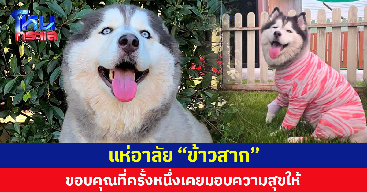  แห่อาลัย “ข้าวสาก” ขอบคุณที่ครั้งหนึ่งเคยมอบความสุขให้