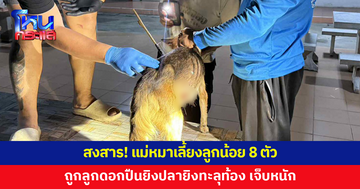 สงสาร! แม่หมาเลี้ยงลูกน้อย 8 ตัว ถูกลูกดอกปืนยิงปลายิงทะลุท้อง