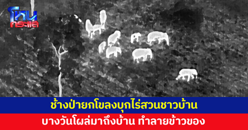 ช้างป่ายกโขลงบุกไร่สวนชาวบ้าน ทำลายพืชผล บางวันโผล่ถึงบ้าน พังข้าวของ