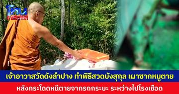 เจ้าอาวาสวัดดังลำปาง ทำพิธีสวดบังสุกุล เผาซากหมูตาย หลังกระโดดหนีตายจากรถกระบะ ระหว่างไปโรงเชือด