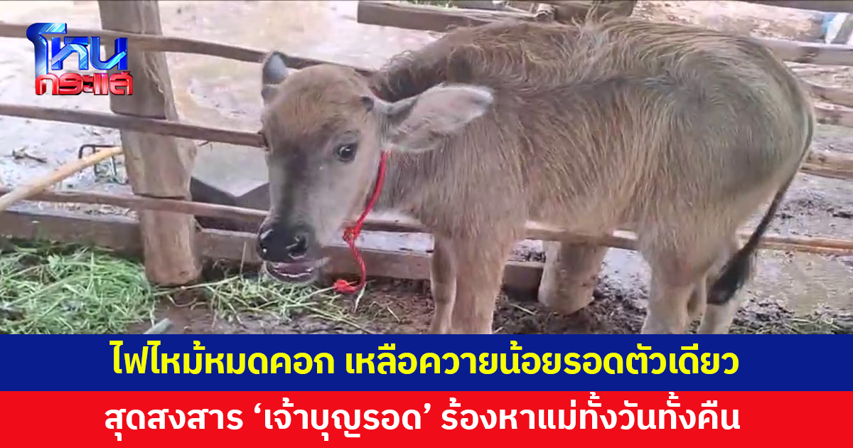 ไฟไหม้คอกควายตาย 10 ตัว เหลือรอดตัวเดียว 'เจ้าบุญรอด' ร้องหาแม่ทั้งวันทั้งคืน