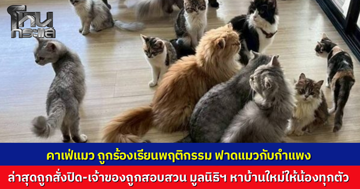 เขตบางเขนบุกตรวจ ก่อนสั่งปิดคาเฟ่แมว หลังถูกร้องเรียนพฤติกรรม ทุบตี-จับแมวฟาดกับกำแพง เจ้าตัวยอมรับสภาพ จำใจปิดกิจการ พร้อมส่งแมวทุกตัวหาบ้านใหม่