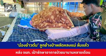 ‘น้องข้าวต้ม’ ลูกช้างป่าพลัดหลงแม่ ล้มแล้ว หลัง จนท. เฝ้ารักษาอาการป่วยมานานหลายเดือน