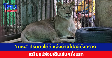 'มเหสี' ปรับตัวได้ดี หลังถูกย้ายไปอยู่บึงฉวาก เตรียมปล่อยเดินเล่นครั้งแรก