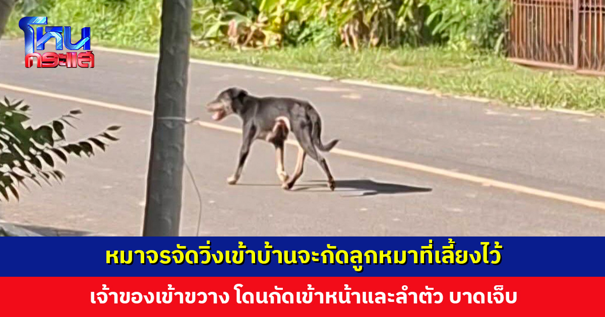 หมาจรจัดวิ่งเข้าบ้านจะกัดลูกหมา เจ้าของเข้าขวางโดนกัดเจ็บ อบต. เร่งตรวจเชื้อพิษสุนัขบ้า
