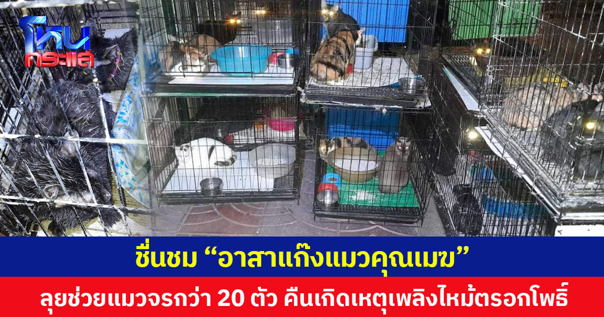 ชื่นชม “อาสาแก๊งแมวคุณเมฆ” ลุยช่วยแมวจรกว่า 20 ตัว คืนเกิดเหตุเพลิงไหม้ตรอกโพธิ์