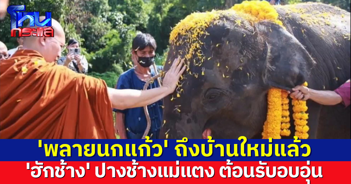 จากอีสานสู่เหนือ 'พลายนกแก้ว' ถึงบ้านใหม่แล้ว 'ฮักช้าง' ปางช้างแม่แตง ต้อนรับอบอุ่น