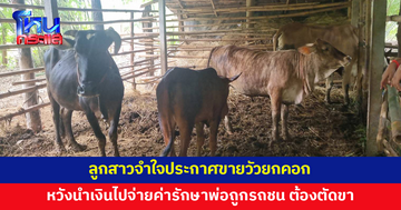 ลูกสาวจำใจประกาศขายวัวยกคอก หวังนำเงินไปจ่ายค่ารักษาพ่อที่ถูกรถชน 