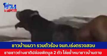 ชาวบ้านผวา รวมตัวร้อง จนท.เร่งตรวจสอบ ชายชาวต่างชาติปล่อยพิตบูล 2 ตัว ไล่ขย้ำหมาชาวบ้านตาย 