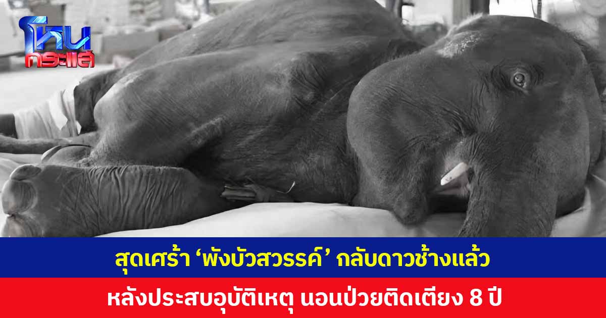 สุดเศร้า 'พังบัวสวรรค์' กลับดาวช้างแล้ว หลังเคยประสบอุบัติเหตุ ไขสันหลังเสียหาย-ขาทั้ง 4 ข้างอัมพาต นอนป่วยติดเตียงนาน 8 ปี