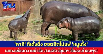 'คากิ' หลาน 'หมูเด้ง' ฮอตฮิตไม่แพ้กัน นทท.แห่ชมความน่ารัก สวนสัตว์อุบลฯ เผยยอดเข้าชมพุ่ง!
