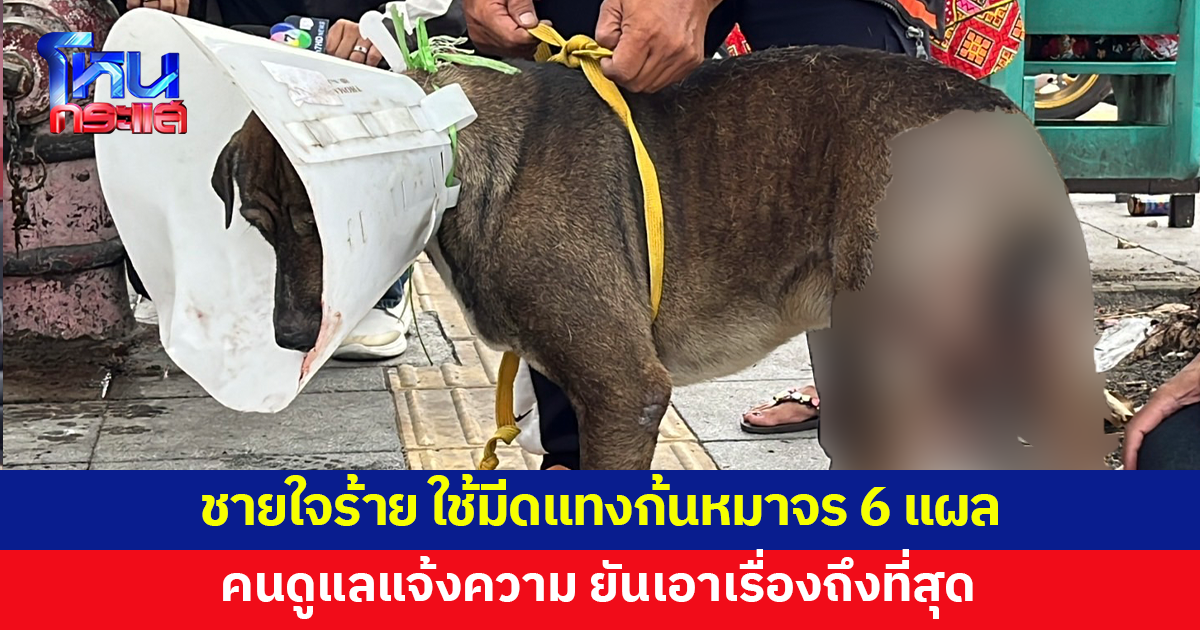 ชายใจร้าย ใช้มีดแทงก้น 'เจ้ายักษ์' หมาจร 6 แผล เจ็บสาหัส 