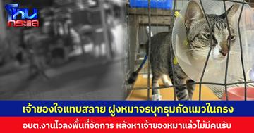 เจ้าของใจแทบสลาย ฝูงหมาจรบุกรุมกัดแมวในกรง อบต.งานไวลงพื้นที่จัดการ หลังหาเจ้าของหมาแล้วไม่มีคนรับ
