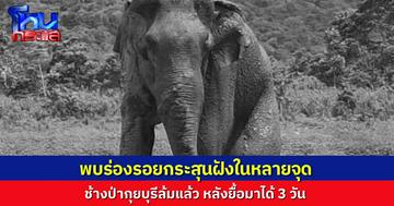 เรื่องเศร้า..ช้างป่ากุยบุรีล้มแล้ว หลังบาดเจ็บนาน 3 วัน แพทย์สุดยื้อ พบร่องรอยกระสุนฝังในหลายจุด