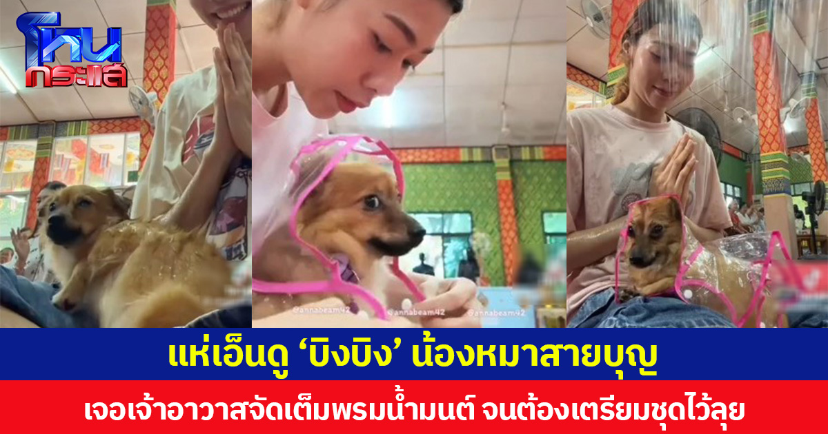 แห่เอ็นดู ‘บิงบิง’ น้องหมาสายบุญ เจอเจ้าอาวาสจัดเต็มพรมน้ำมนต์ จนต้องเตรียมชุดไว้ลุย