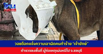 วอชด็อกแจ้งความเอาผิดคนทำร้าย ‘เจ้ายักษ์ หมาจร’ ตำรวจลงพื้นที่ ผู้ก่อเหตุเผ่นหนีไป จ.ชลบุรี