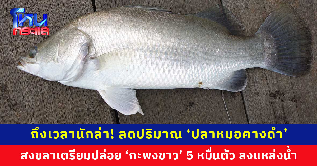 ถึงเวลานักล่า! สงขลาเตรียมปล่อย ‘ปลากะพงขาว’ 50,000 ตัว ลงแหล่งน้ำธรรมชาติ ล่า-ลดปริมาณ ‘ปลาหมอคางดำ’