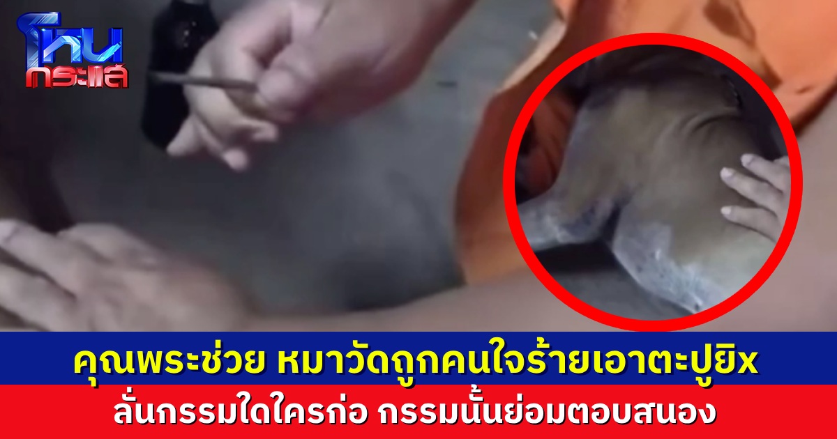 เจ้าอาวาสโพสต์ภาพ หมาวัดถูกคนใจบาป เอาตะปูยิงปักคากลางหลัง พระต้องช่วยกันดึง ลั่นกรรมใดใครก่อกรรมนั้นย่อมตอบสนอง