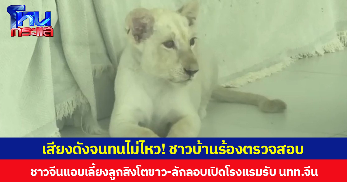 เสียงดังจนทนไม่ไหว! ชาวบ้านร้องตรวจสอบ ชาวจีนแอบเลี้ยงลูกสิงโตขาว-ลักลอบเปิดโรงแรมรับ นทท.จีน
