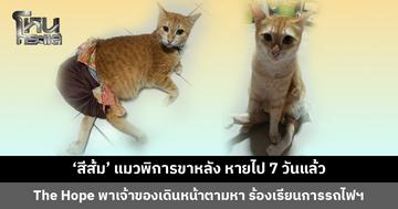 The Hope พาเจ้าของเดินหน้าตามหา ‘สีส้ม’ แมวพิการสูญหายบนรถไฟ