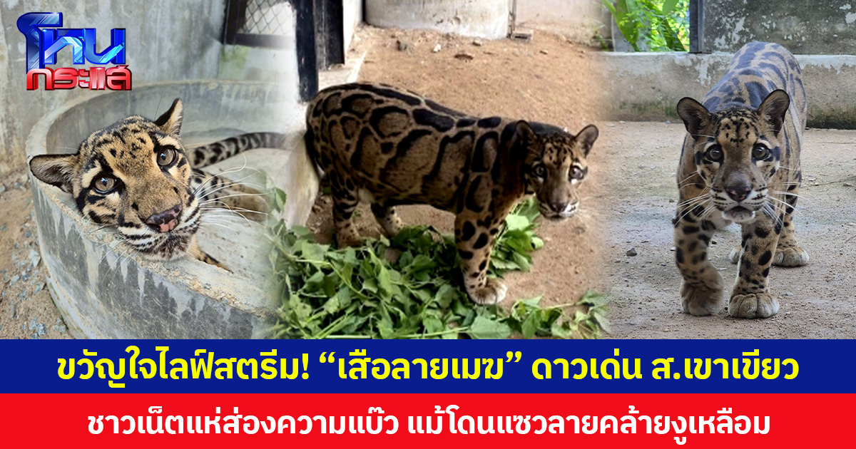 ขวัญใจไลฟ์สตรีม! “เสือลายเมฆ” ดาวเด่นสวนสัตว์เปิดเขาเขียว  ชาวเน็ตแห่ส่องความแบ๊ว  แม้โดนแซวลายคล้ายงูเหลือม