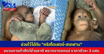 ปทส. บุกช่วย 2 อุรังอุตัง “คริสโตเฟอร์-สเตฟาน” ขบวนการค้าสัตว์ข้ามชาติ พรากไปจากอกแม่ มีราคาสูงตัวละ 3 แสน รวบผู้ต้องหาเอามาส่ง
