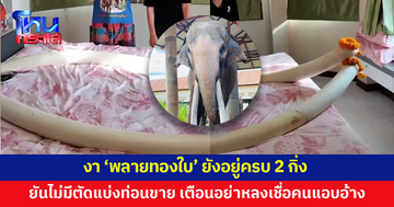 งา 'พลายทองใบ' ยังอยู่ครบ 2 กิ่ง เจ้าของยันไม่มีตัดแบ่งท่อนขาย