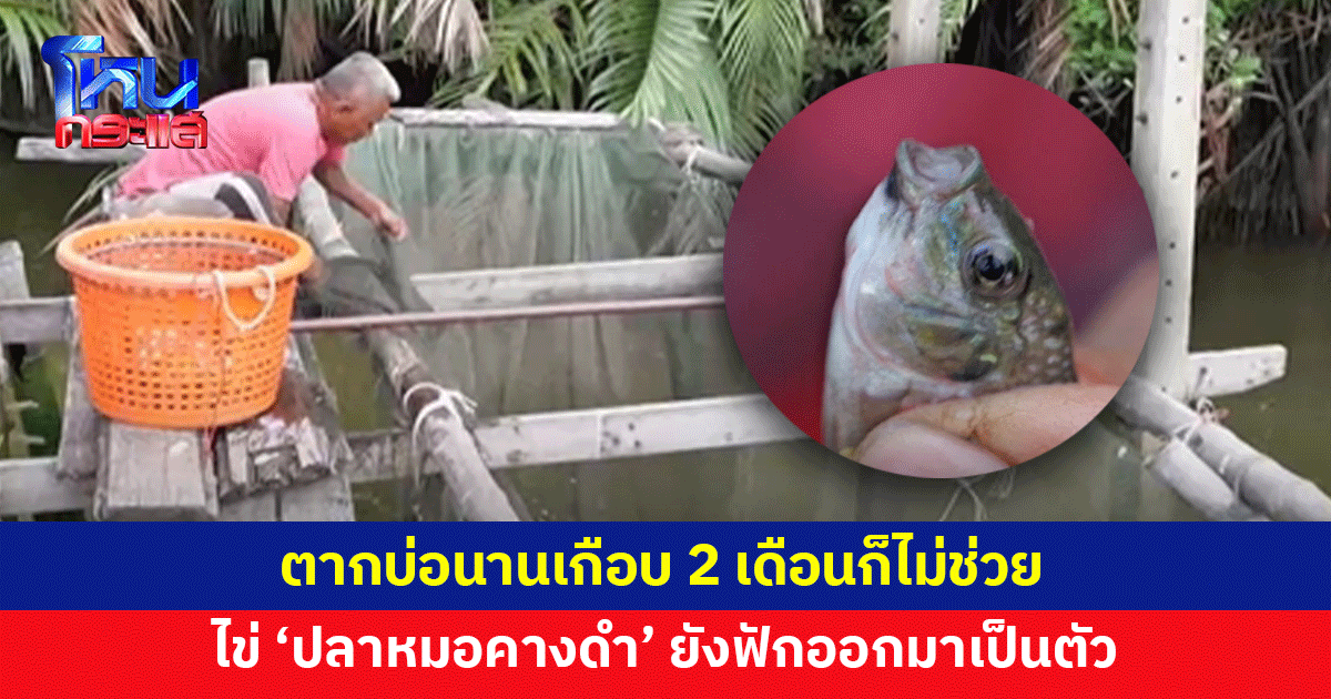 อึด ถึก ทน! คนเลี้ยงกุ้งท้อใจ ตากบ่อนานเกือบ 2 เดือน ไข่ 'ปลาหมอคางดำ' ยังฟักออกมาเป็นตัว