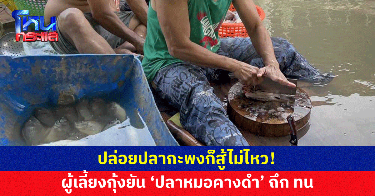 ผู้เลี้ยงกุ้ง-ปลายัน 'ปลาหมอคางดำ' ถึก ทน ปล่อยปลากะพงก็สู้ไม่ไหว