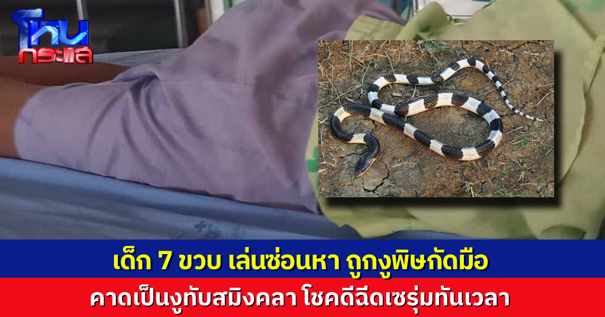 ด.ญ.วัย 7 ขวบ เล่นซ่อนหาถูก “งูทับสมิงคลา” กัดมือ แม่รีบพาส่งโรงพยาบาลทัน ฉีดเซรุ่มช่วยชีวิตไว้ได้ทันเวลา