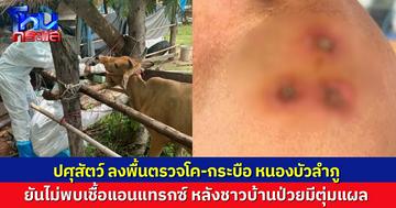 ปศุสัตว์ ลงพื้นตรวจโค-กระบือ หนองบัวลำภู ยันไม่พบเชื้อแอนแทรกซ์  หลังมีชาวบ้านตุ่มแผลขึ้น