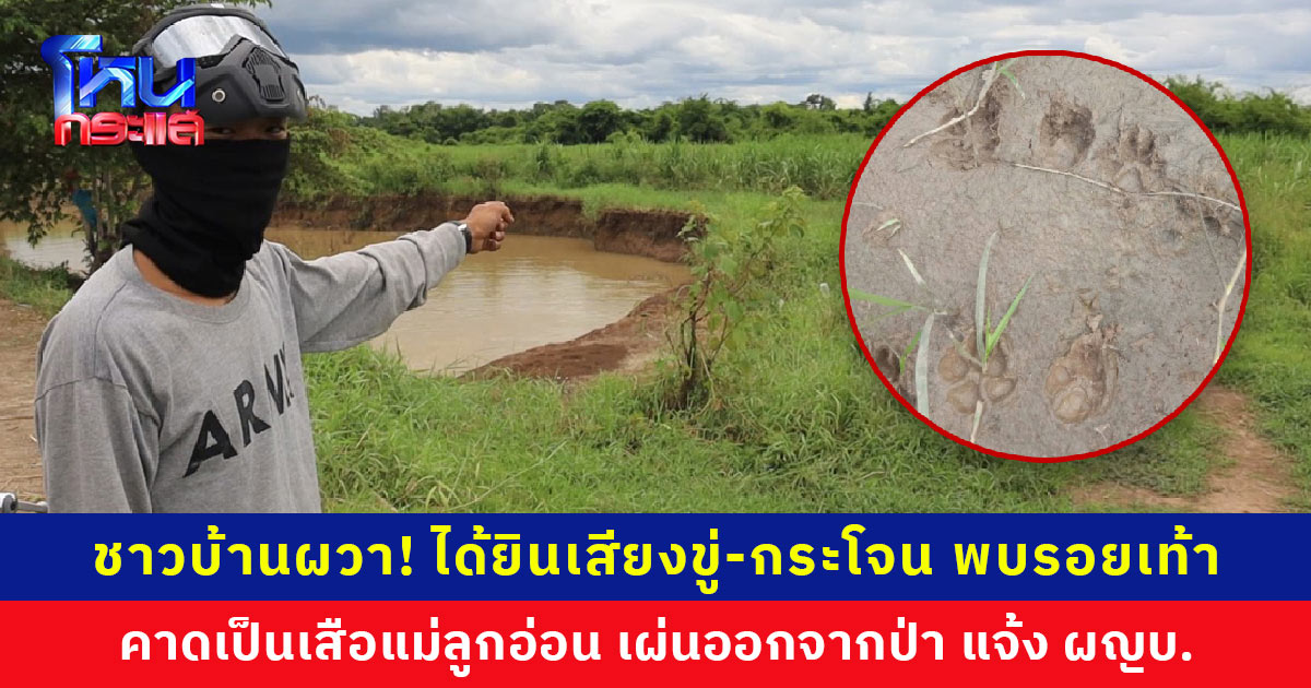 ชาวบ้านผวา! เข้าป่าเก็บหน่อไม้ได้ยินเสียงขู่-เห็นแววตาสีเหลือง เผ่นแน่บ คาดเป็นเสือแม่ลูกอ่อน ผู้ใหญ่บ้านส่ง จนท. ตรวจสอบรอยเท้า