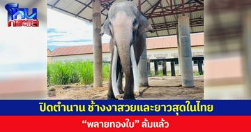 ปิดตำนาน ช้างงาสวยและยาวสุดในไทย “พลายทองใบ” ล้มแล้ว คนรักช้างร่วมอาลัย
