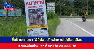 ขึ้นป้ายตามหา ‘พี่ฮิปฮอป’ สุนัขพันธ์อเมริกันบูลลี่ หลังหายไปเกือบเดือน เจ้าของเป็นห่วงมาก ตั้งรางวัล 20,000 บาท