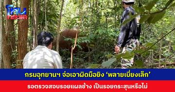 กรมอุทยานฯ จ่อเอาผิดมือยิง ‘พลายเบี่ยงเล็ก’ ช้างป่าเขาใหญ่ เจ้าหน้าที่มีหลักฐานเป็นปลอกกระสุนปืนและภาพถ่าย
