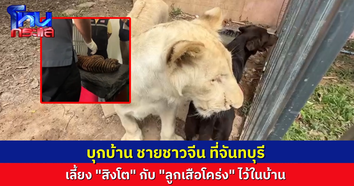 บุกบ้านหรูในจันทบุรี ของชายชาวจีน พบเลี้ยงสิงโตไว้ในกรง โดยขยายผลมาจาก “ลูกเสือโคร่ง” ที่ถูกจับก่อนหน้านี้