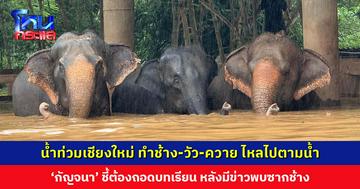 น้ำท่วมเชียงใหม่ ทำช้าง-วัว-ควาย ไหลไปตามน้ำ ‘กัญจนา’ ชี้ต้องถอดบทเรียนการเลี้ยง