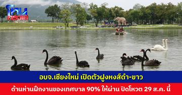 ห่านไป หงส์มา... อบจ.เชียงใหม่ เปิดตัวฝูงหงส์ดำ-ขาว อวดโฉมกลางสวน ด้านน้องห่านฝึกงานของเทศบาล 90% ให้ผ่าน ปิดโหวต 29 ส.ค. นี้