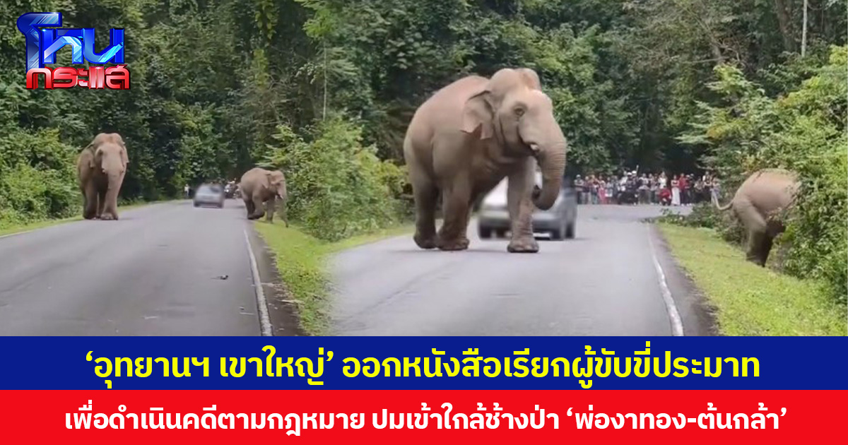 อุทยานแห่งชาติเขาใหญ่ ออกหนังสือเรียกผู้ขับขี่ประมาท เกือบชนช้างป่า “พ่องาทอง-ต้นกล้า”ดำเนินคดีตามกฎหมาย เหตุทำช้างตื่นตกใจ-เสี่ยงอุบัติเหตุ ชี้คุกคามสัตว์ป่า
